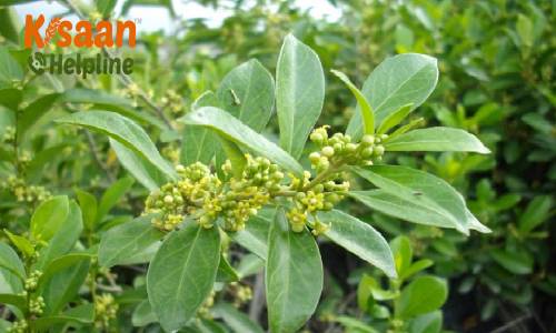 Gudmar (गुड़मार/मधुनाशिनी)